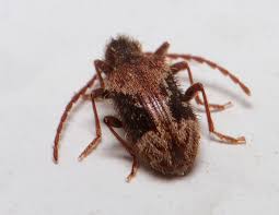 Attēlu rezultāti vaicājumam “Ptinus sp.”