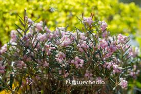 Attēlu rezultāti vaicājumam “Andromeda polifolia fruit”