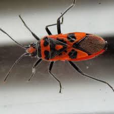 Attēlu rezultāti vaicājumam “Corizus hyoscyami”