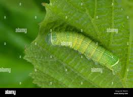 Attēlu rezultāti vaicājumam “Orthosia cerasi”