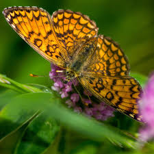 Attēlu rezultāti vaicājumam “Clossiana euphrosyne underside”