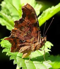 Attēlu rezultāti vaicājumam “Polygonia c-album upperside”