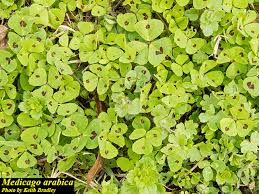 Attēlu rezultāti vaicājumam “Medicago”