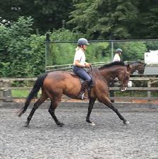 Image result for Winchester Riding Club