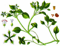 Attēlu rezultāti vaicājumam “Stellaria crassifolia leaf”