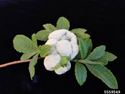 Attēlu rezultāti vaicājumam “Exobasidium vaccinii”