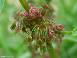 Attēlu rezultāti vaicājumam “Rumex obtusifolius flower”