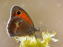 Attēlu rezultāti vaicājumam “Coenonympha glycerion underside”