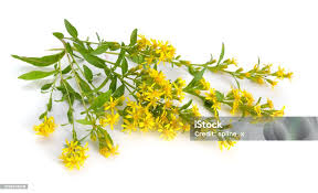 Image result for Solidago virgaurea