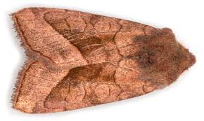 Attēlu rezultāti vaicājumam “Hydraecia micacea”