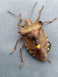 Attēlu rezultāti vaicājumam “Pentatoma rufipes”