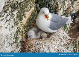 Attēlu rezultāti vaicājumam “Rissa tridactyla nest”