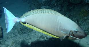 Image result for Naso hexacanthus