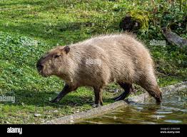 Attēlu rezultāti vaicājumam “Hydrochoerus hydrochaeris”