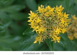 Attēlu rezultāti vaicājumam “Sedum aizoon fruit”