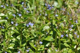 Attēlu rezultāti vaicājumam “Veronica beccabunga leaf”
