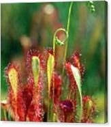 Attēlu rezultāti vaicājumam “Drosera anglica”