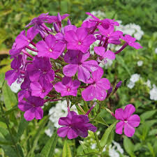 Attēlu rezultāti vaicājumam “Phlox paniculata”