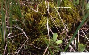 Attēlu rezultāti vaicājumam “Drepanocladus trifarius”