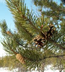 Attēlu rezultāti vaicājumam “Pinus sylvestris var. borussica”