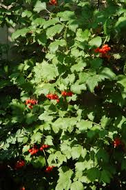 Attēlu rezultāti vaicājumam “Viburnum opulus”