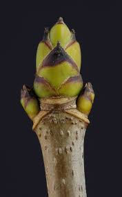 Attēlu rezultāti vaicājumam “Acer platanoides bud”