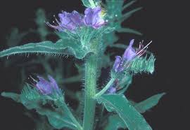 Attēlu rezultāti vaicājumam “Echium vulgare flower”
