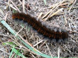 Attēlu rezultāti vaicājumam “Macrothylacia rubi”