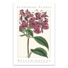 Attēlu rezultāti vaicājumam “Balsaminaceae”