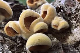 Attēlu rezultāti vaicājumam “Phyllotopsis nidulans”