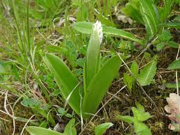 Attēlu rezultāti vaicājumam “Orchis militaris leaf”