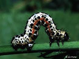 Attēlu rezultāti vaicājumam “Abraxas grossulariata larva”