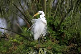 Attēlu rezultāti vaicājumam “Egretta alba adult”
