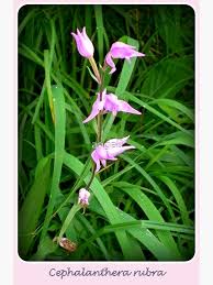 Attēlu rezultāti vaicājumam “Cephalanthera rubra”