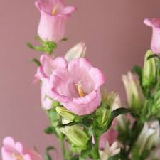 Image result for Glockenblumen