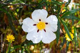 Attēlu rezultāti vaicājumam “Cistaceae”