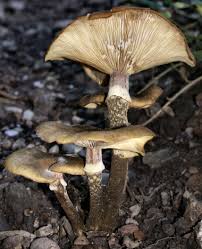 Attēlu rezultāti vaicājumam “Armillaria mellea”