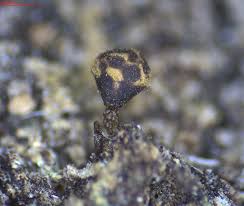 Attēlu rezultāti vaicājumam “Diderma subviridifuscum var. macrospora* macro”