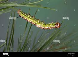 Attēlu rezultāti vaicājumam “Sphinx pinastri larva”