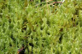 Attēlu rezultāti vaicājumam “Meesia triquetra”