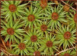 Attēlu rezultāti vaicājumam “Polytrichum juniperinum”