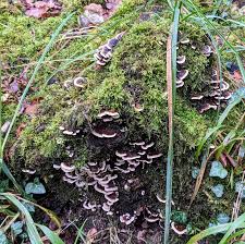 Attēlu rezultāti vaicājumam “Tubifera magna young”
