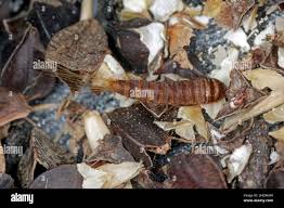 Attēlu rezultāti vaicājumam “Attagenus pellio”