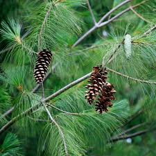 Attēlu rezultāti vaicājumam “Pinus strobus fruit”