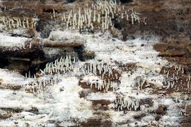 Attēlu rezultāti vaicājumam “Mucronella calva”