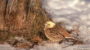 Attēlu rezultāti vaicājumam “Emberiza citrinella juvenile”