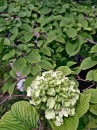 Attēlu rezultāti vaicājumam “Euonymus verrucosus”