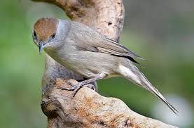 Attēlu rezultāti vaicājumam “Sylvia atricapilla”