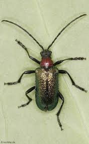 Attēlu rezultāti vaicājumam “Gaurotes virginea”