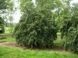 Attēlu rezultāti vaicājumam “Corylus avellana”